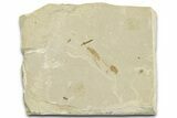 Detailed Crane Fly (Tipulidae) Fossil - Green River Formation #360224-1